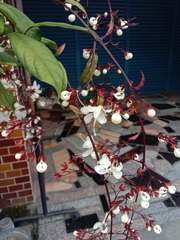 Clerodendrum schmidtii