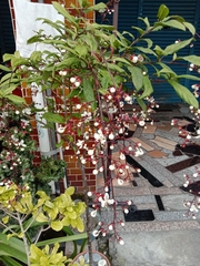 Clerodendrum schmidtii