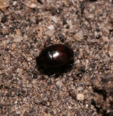 Abraeinae