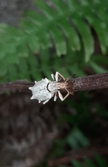 Platyomus piscatorius