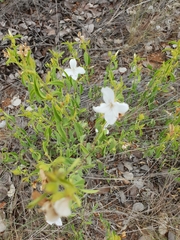 Barleria