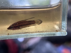 Parosphromenus harveyi