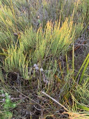 Allocasuarina paludosa