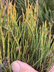 Allocasuarina paludosa