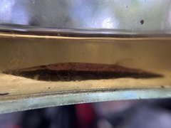 Luciocephalus pulcher