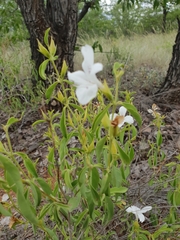 Barleria