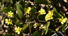 Goodenia varia