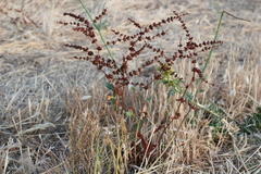 Rumex