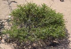 Eremophila weldii