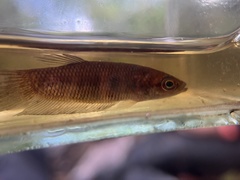 Betta hipposideros
