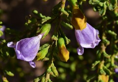 Eremophila weldii