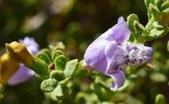 Eremophila weldii