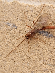Ophion luteus