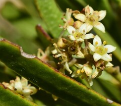 Geijera linearifolia