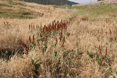 Rumex