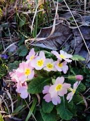 Primula vulgaris rubra