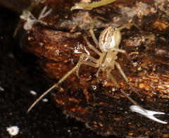 Enoplognatha molesta