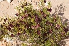 Dodonaea stenozyga
