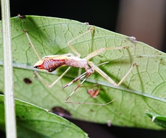Epidaus tuberosus