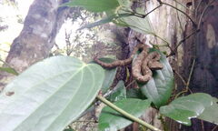 Craspedocephalus malabaricus