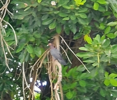 Patagioenas squamosa