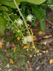 Codiaeum variegatum pictum