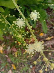 Codiaeum variegatum pictum