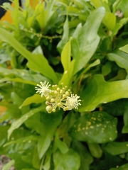 Codiaeum variegatum pictum