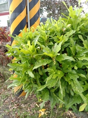 Codiaeum variegatum pictum