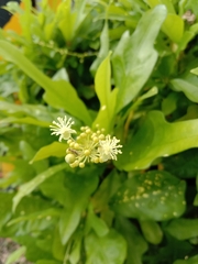 Codiaeum variegatum pictum