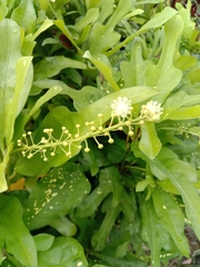 Codiaeum variegatum pictum