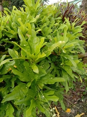 Codiaeum variegatum pictum