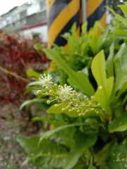 Codiaeum variegatum pictum