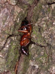 Camponotus texanus
