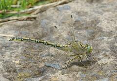 Ceratogomphus pictus