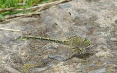 Ceratogomphus pictus