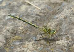 Ceratogomphus pictus
