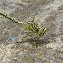 Ceratogomphus pictus