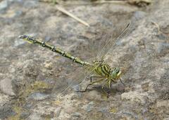 Ceratogomphus pictus