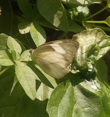 Appias libythea olferna