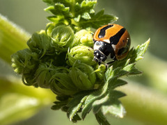 Coccinella miranda