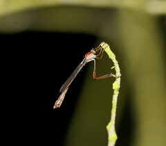 Leptogaster