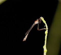 Leptogaster