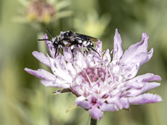 Melecta curvispina