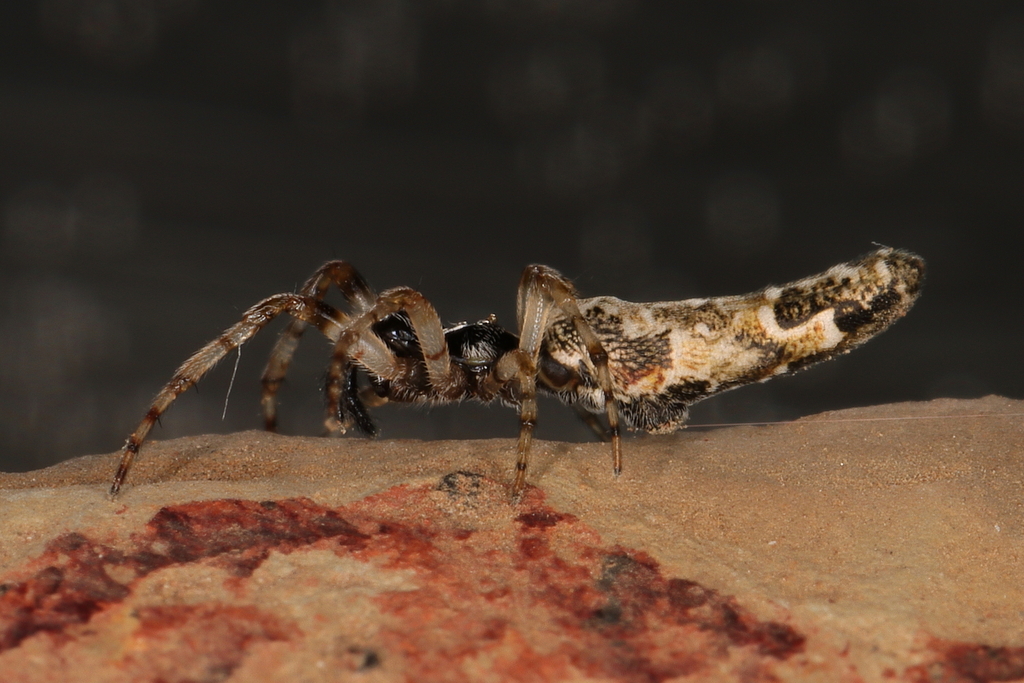 Long-tailed Garbage-line Web Spider