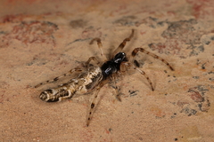 Cyclosa elongata