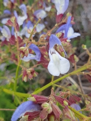 Salvia chamelaeagnea