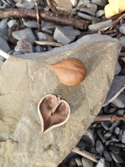 Juglans ailantifolia cordiformis
