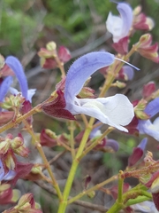 Salvia chamelaeagnea