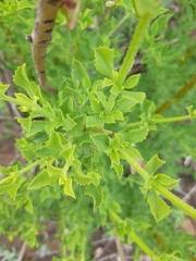 Salvia chamelaeagnea